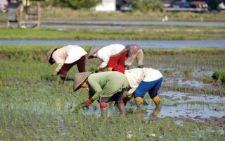 Indonesia Aims to Boost Rice Production for Food Security