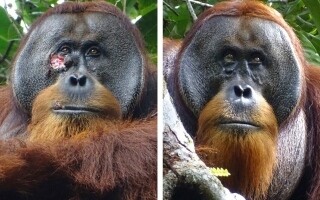 Приматы в Индонезии наблюдались за обработкой своих ран лекарственными растениями