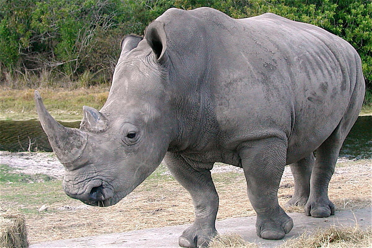 Severe Sentences for Rhino Poachers in Indonesia