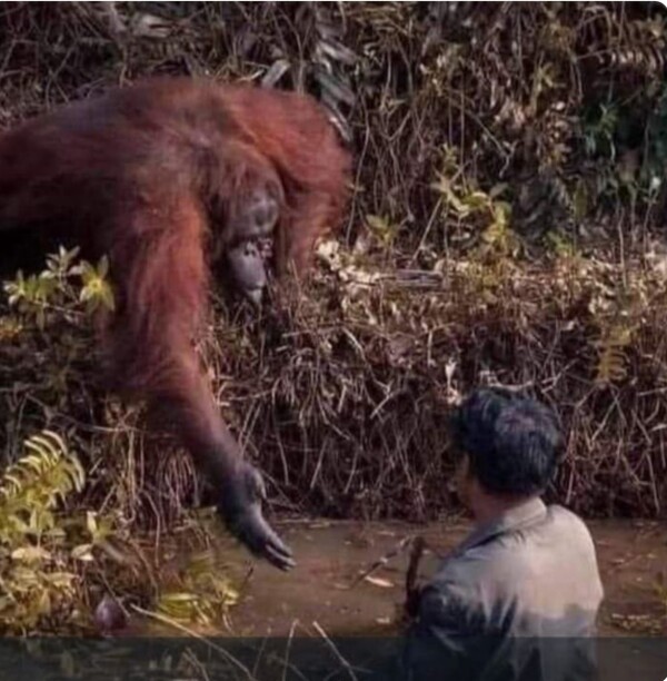 Powerful Image of Humanity by Indonesian Orangutan