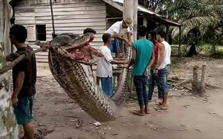 Смертельные атаки змей в Индонезии