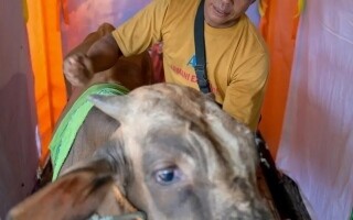 В салоне массажа для коров: подготовка коров к жертвоприношению на праздник Ид аль-Адха в Джакарте