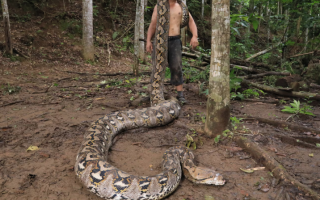 World's Longest Wild Snake Discovered in Indonesia