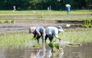 Aceh Farmers Begin Rice Planting Season