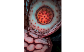 Oxford Biologists Discover One of the Rarest Flowers in Indonesia