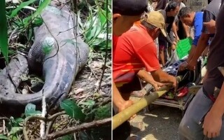 Женщина найдена мертвой внутри змеи в Индонезии